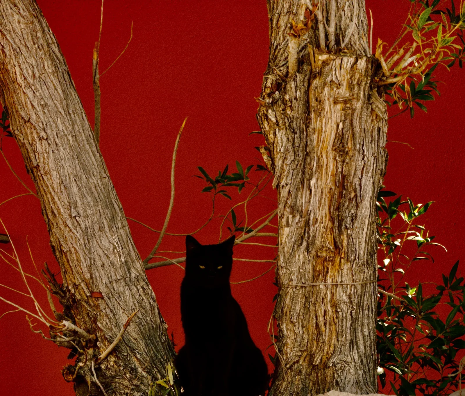 A black cat framed between trees against a red wall