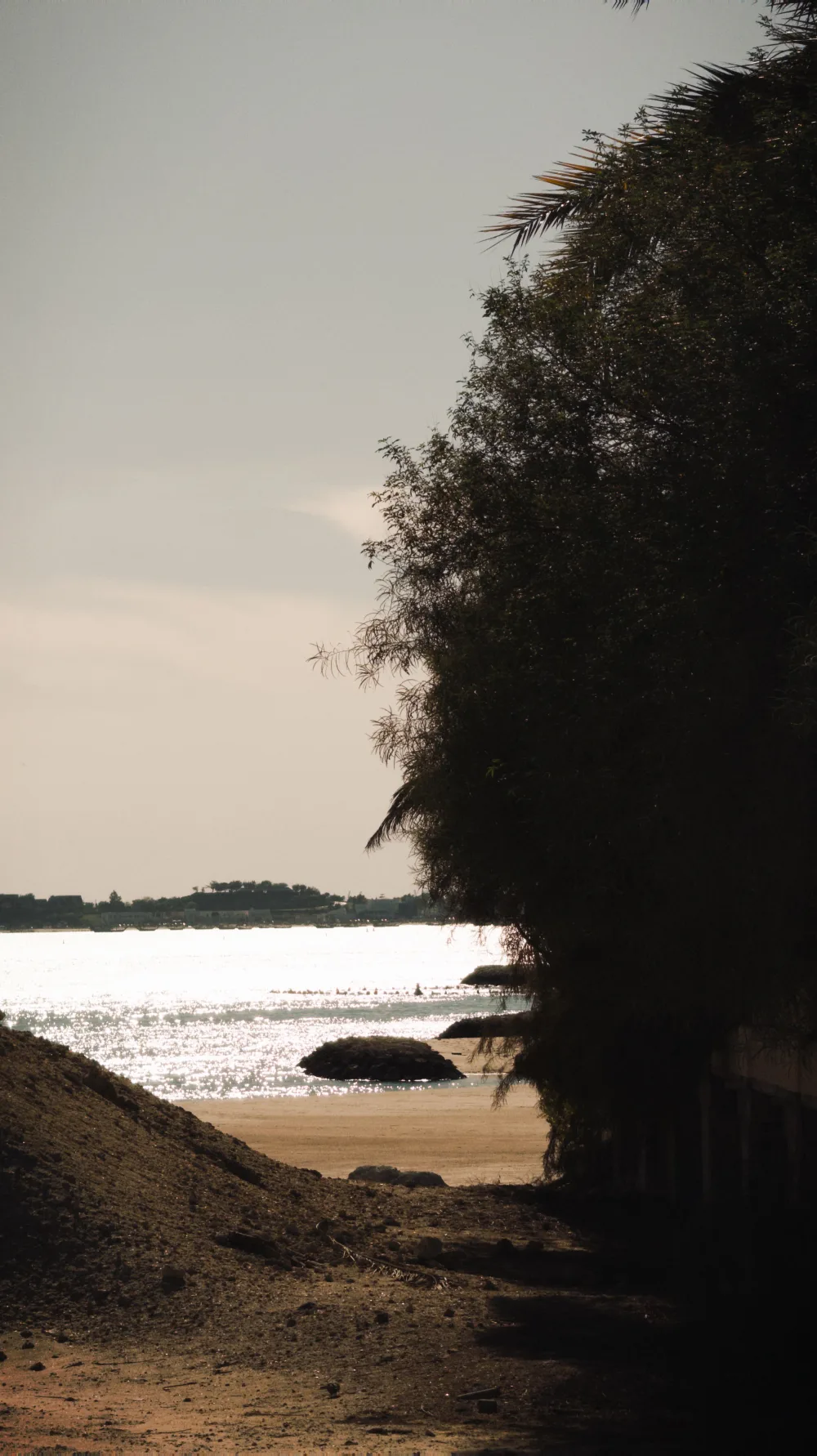 Trees and bright water at the edge of a beach