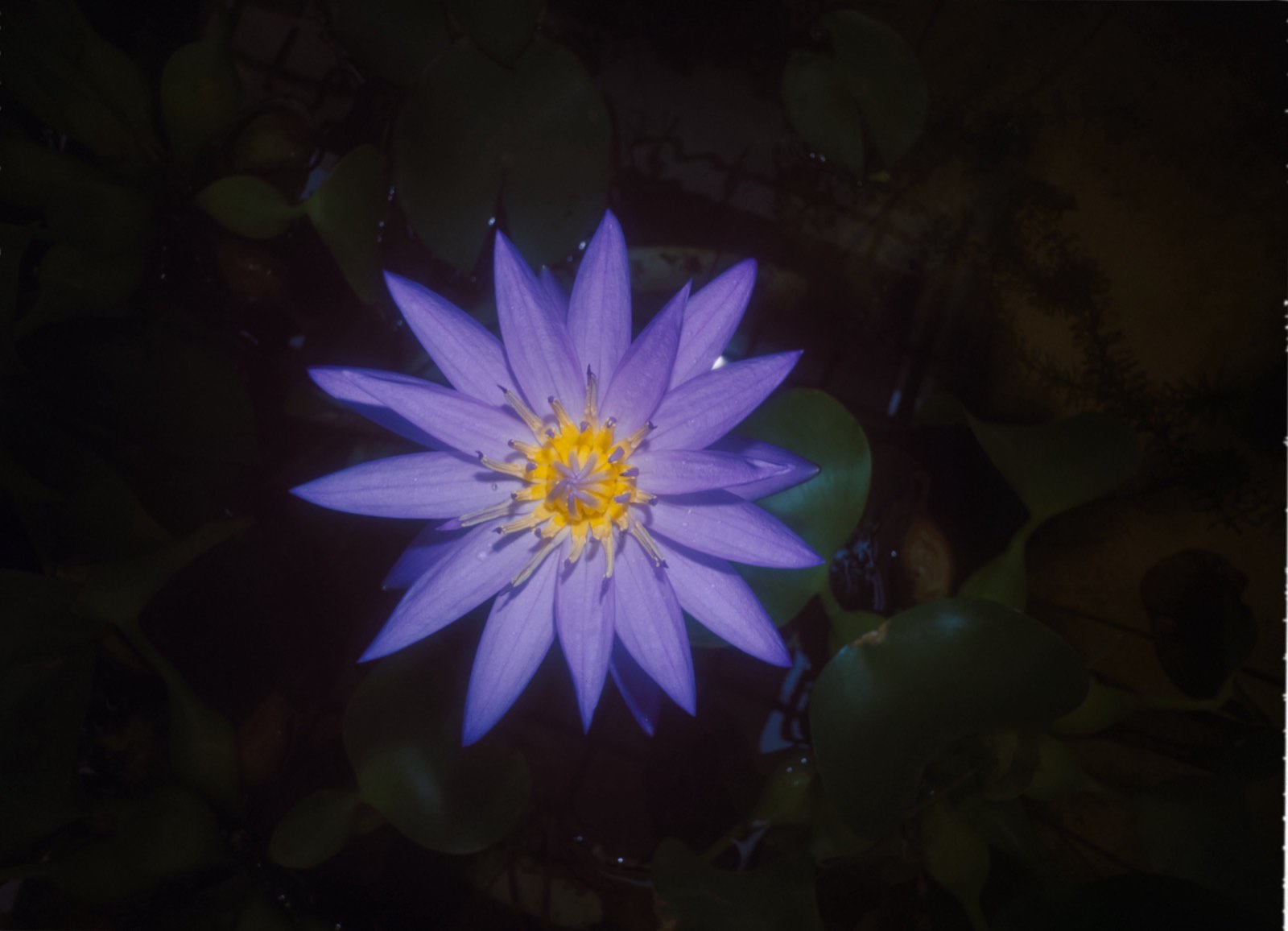 Hobby photograph 11