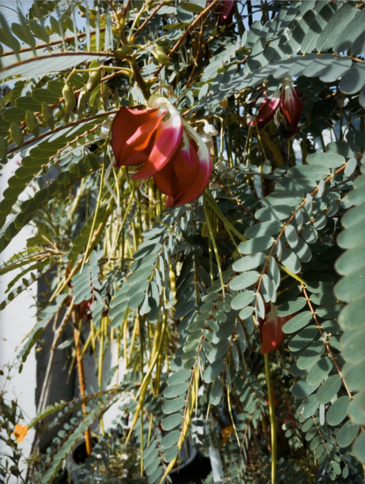 Close-up study of leaves and flowers